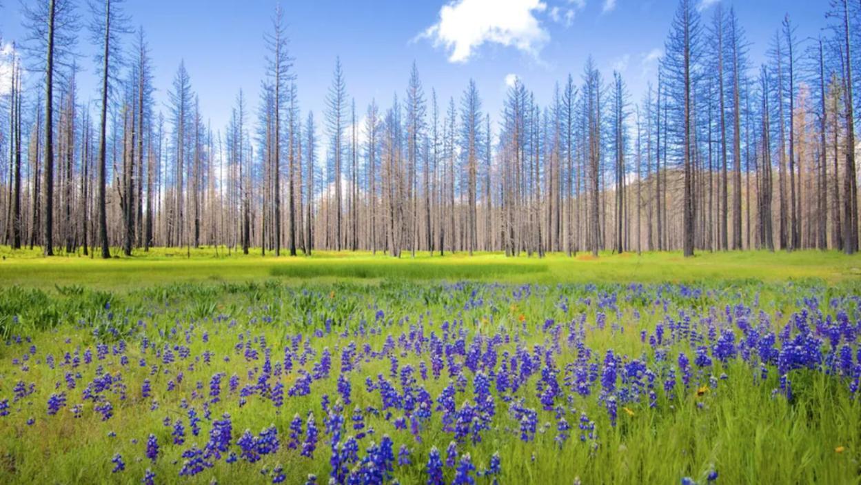 New Luxury Lake House In Pine Mountain Lake Close To Yosemite! Perfect For All Seasons! Great For Retreats, Getaways, Celebrations, And More! Groveland Esterno foto